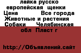 лайка русско-европейская (щенки) › Цена ­ 5 000 - Все города Животные и растения » Собаки   . Челябинская обл.,Пласт г.